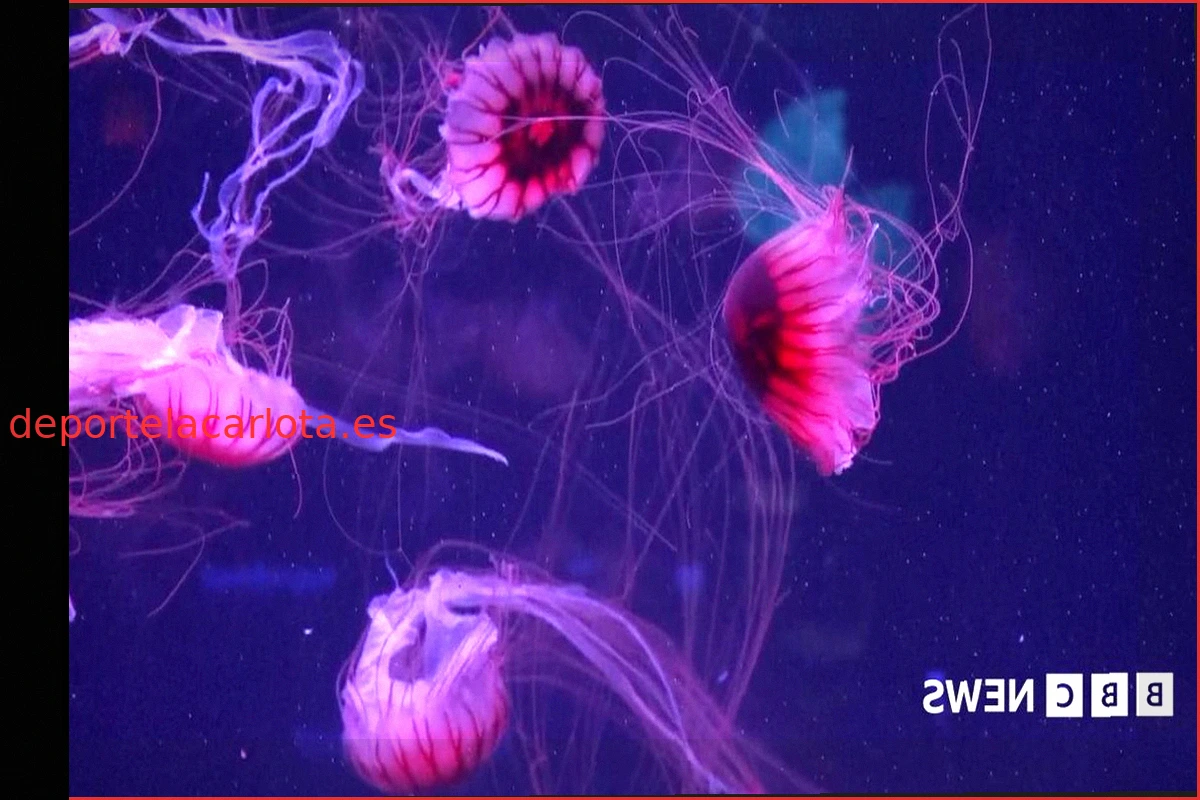El Museo de las Medusas: Un Espectáculo Fascinante en Florida